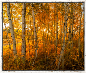 Oxbow Fall Birches - Horizontal