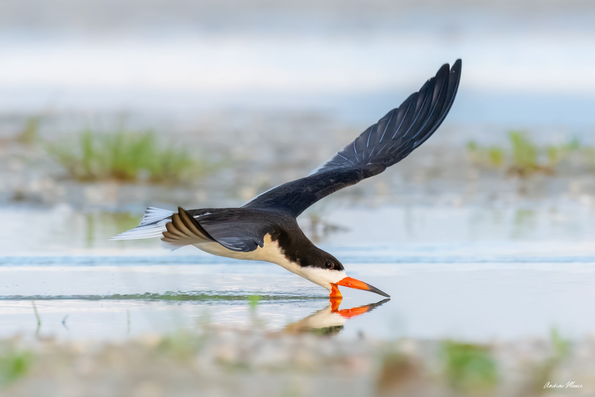 Skimmer Reflections