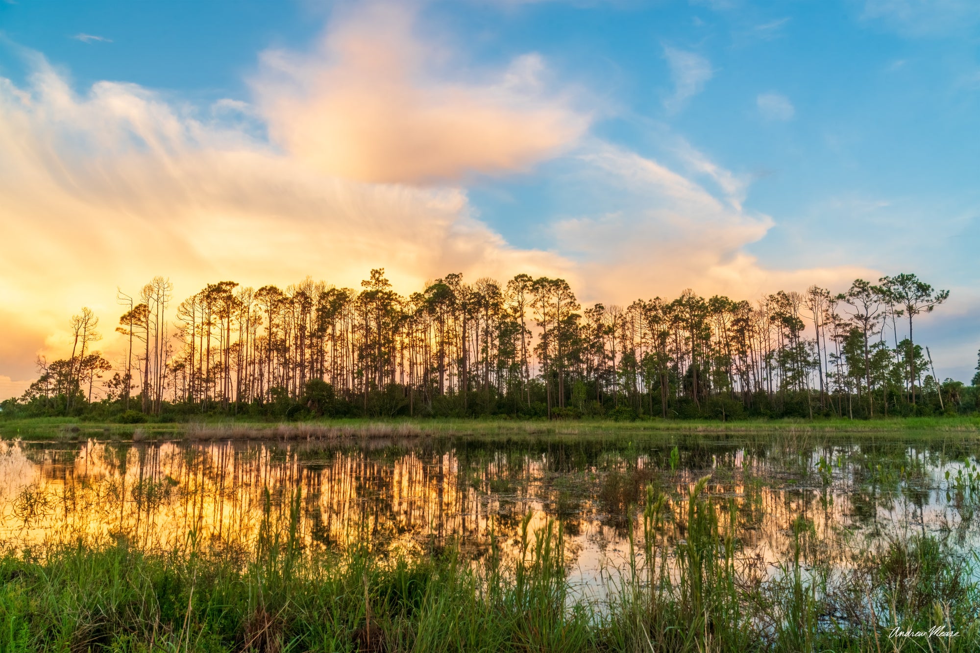 Slash Pine Sunrise