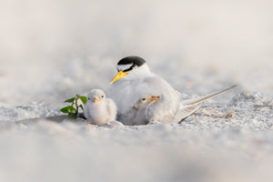 Tender Terns