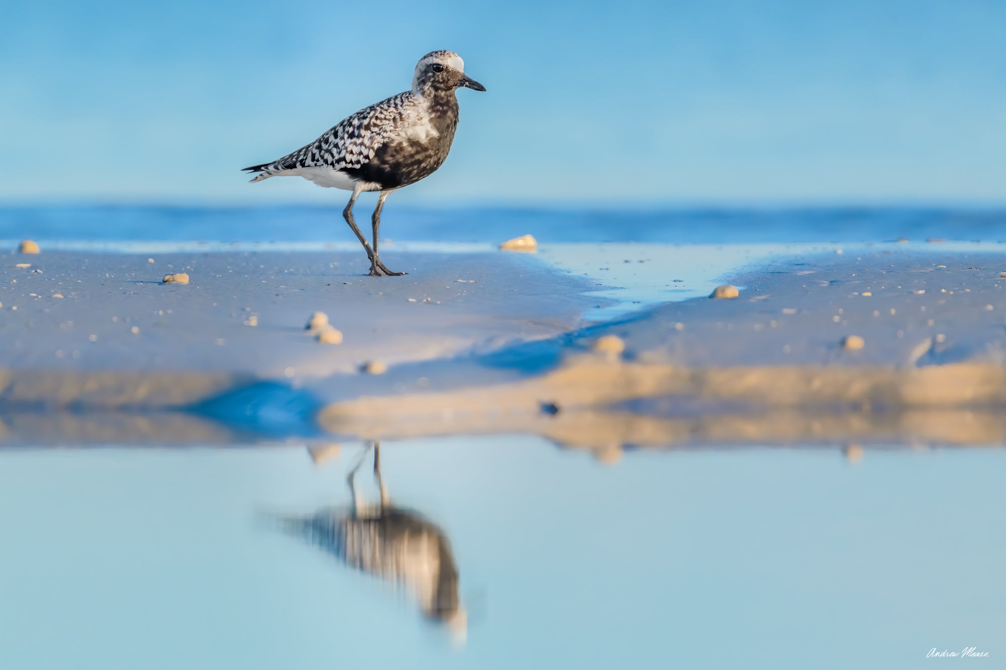 Tidal Scavenger