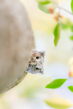 Tropical Lookout